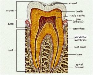 biological root canal therapy san diego